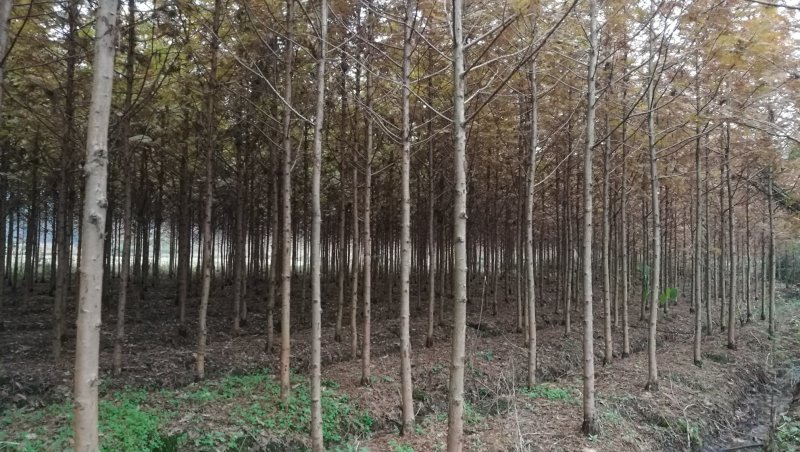 米径五公分金叶水杉
