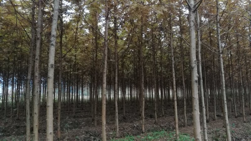 米径五公分金叶水杉