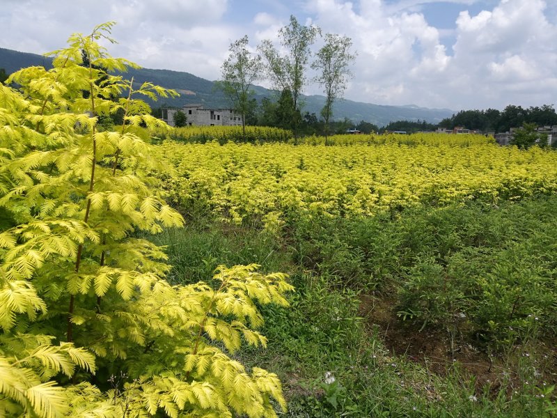 米径五公分金叶水杉