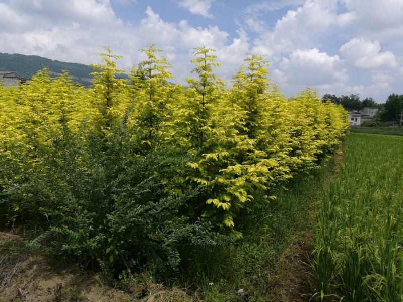 米径五公分金叶水杉