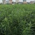 夹竹桃树苗净化空气夹竹桃盆栽花卉柳叶桃半年红庭院绿化植物