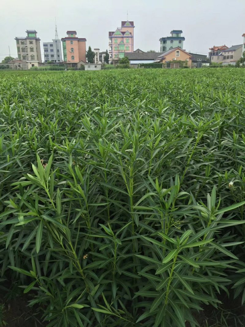 夹竹桃树苗净化空气夹竹桃盆栽花卉柳叶桃半年红庭院绿化植物