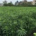 夹竹桃树苗净化空气夹竹桃盆栽花卉柳叶桃半年红庭院绿化植物