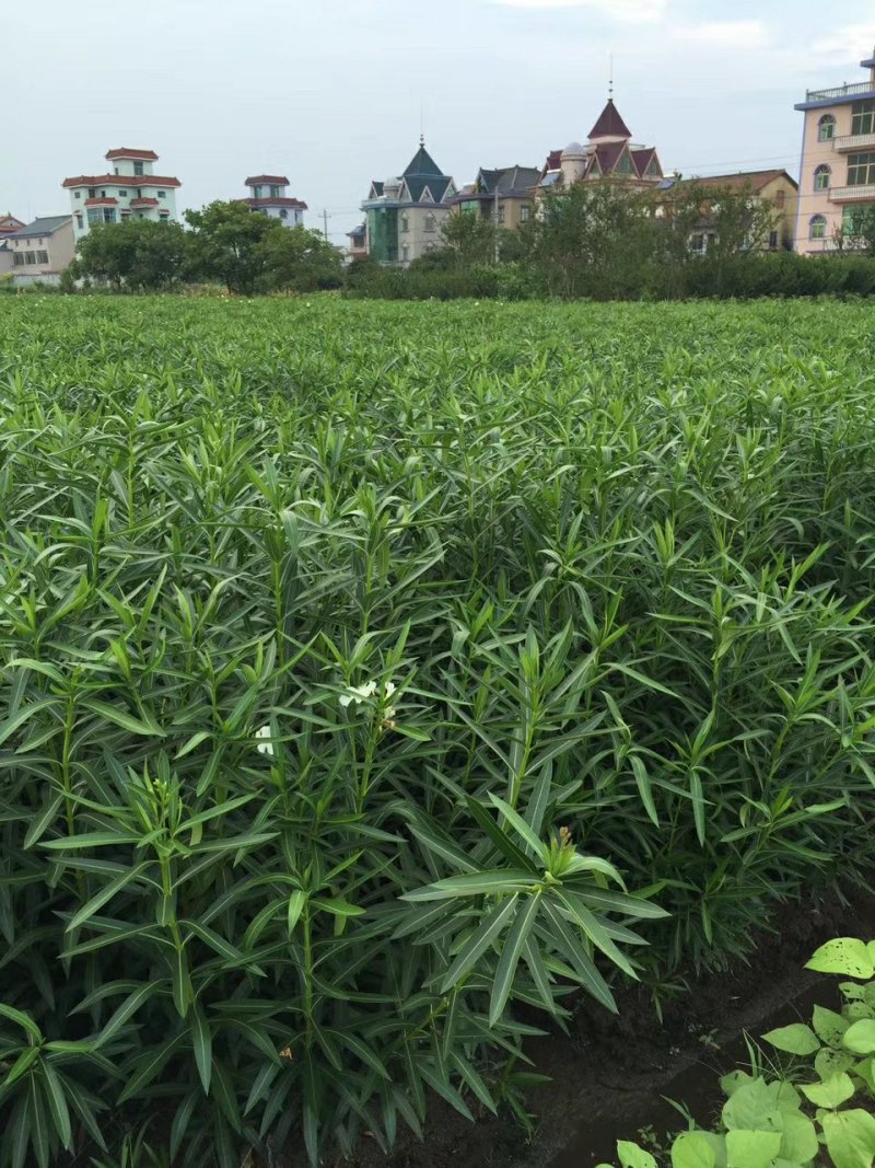 夹竹桃树苗净化空气夹竹桃盆栽花卉柳叶桃半年红庭院绿化植物