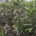 夹竹桃树苗净化空气夹竹桃盆栽花卉柳叶桃半年红庭院绿化植物