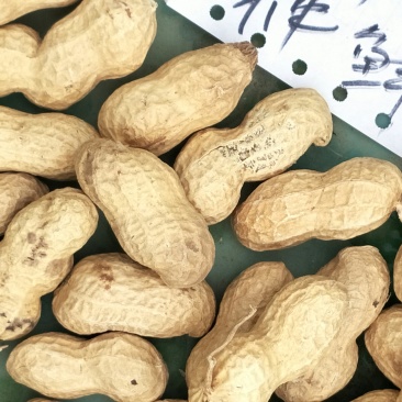 花生果手剥花生米子芽双仁果