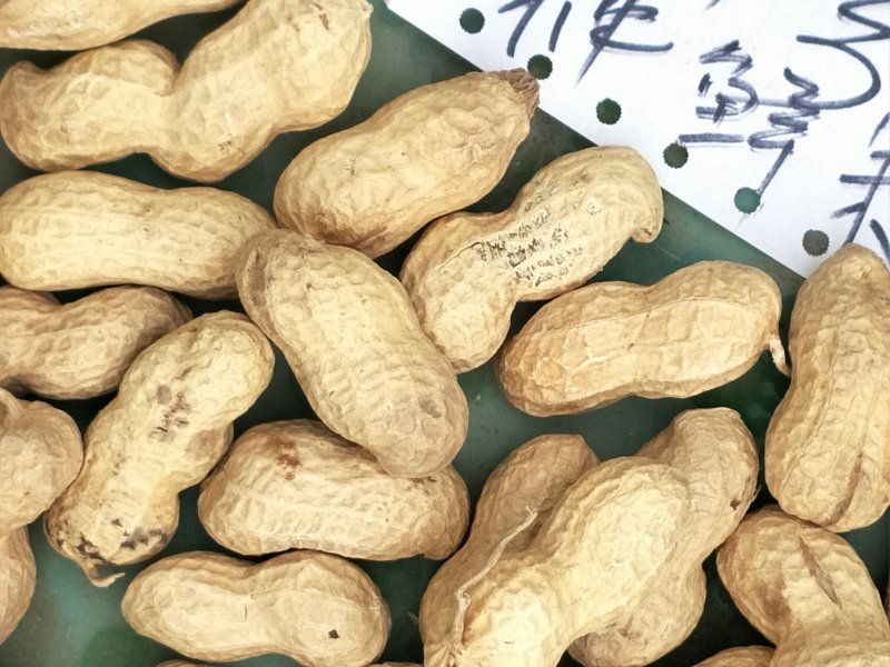 花生果手剥花生米子芽双仁果