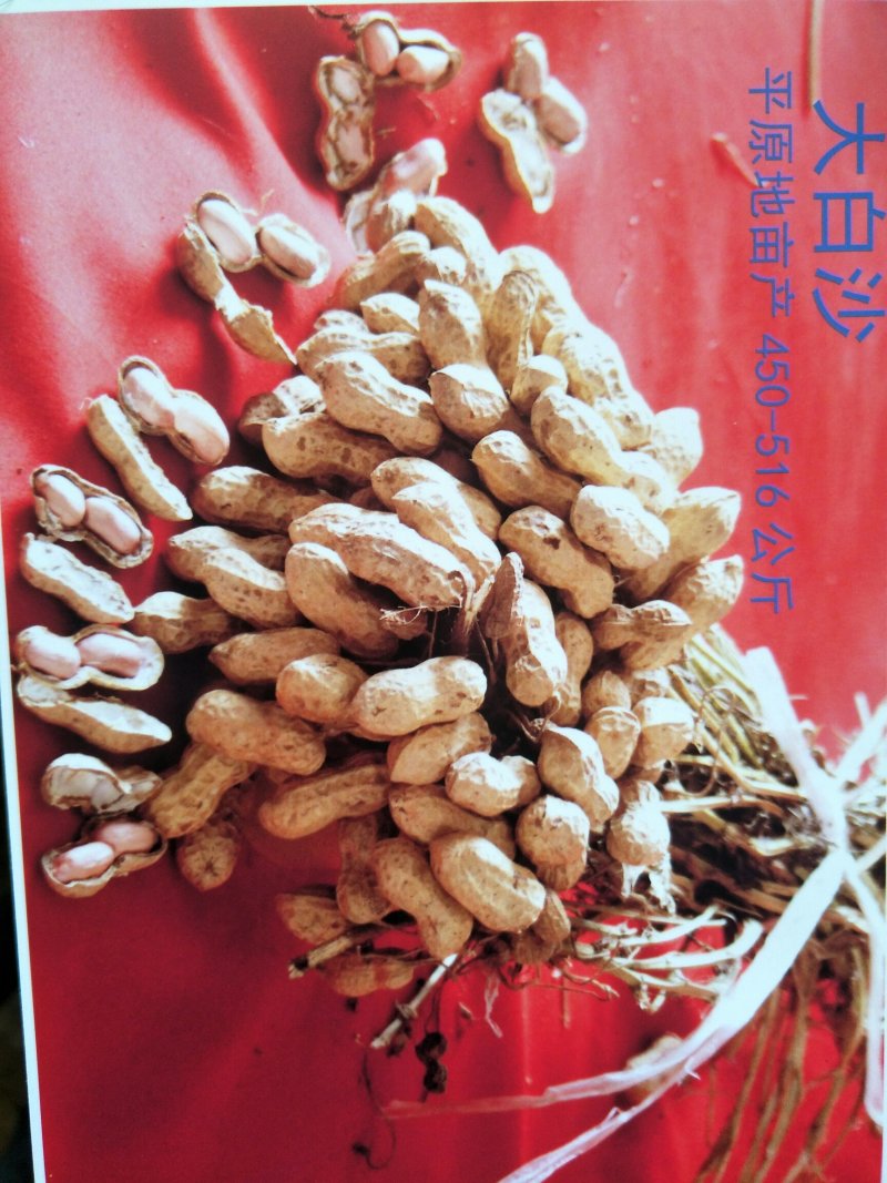 花生果手剥花生米子芽双仁果