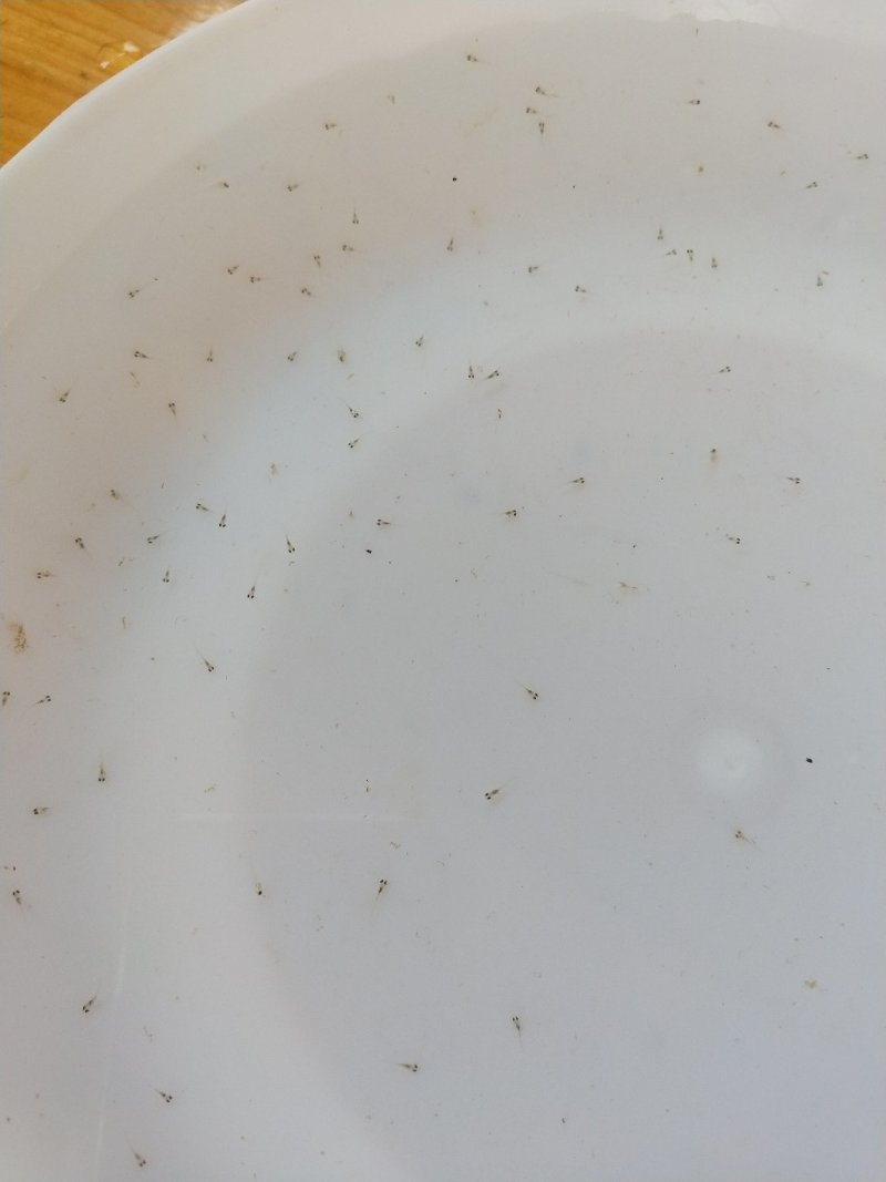 鲈鱼苗鲈鱼水花加州鲈鱼苗广东鲈鱼苗