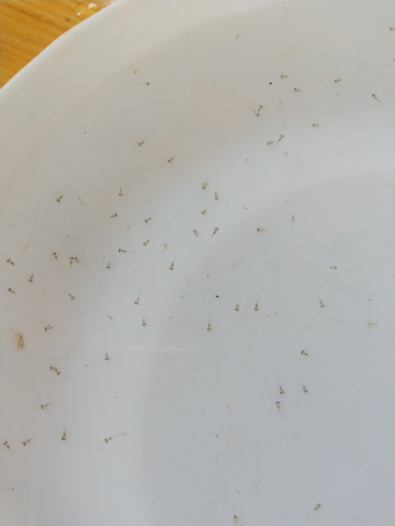 鲈鱼苗鲈鱼水花加州鲈鱼苗广东鲈鱼苗