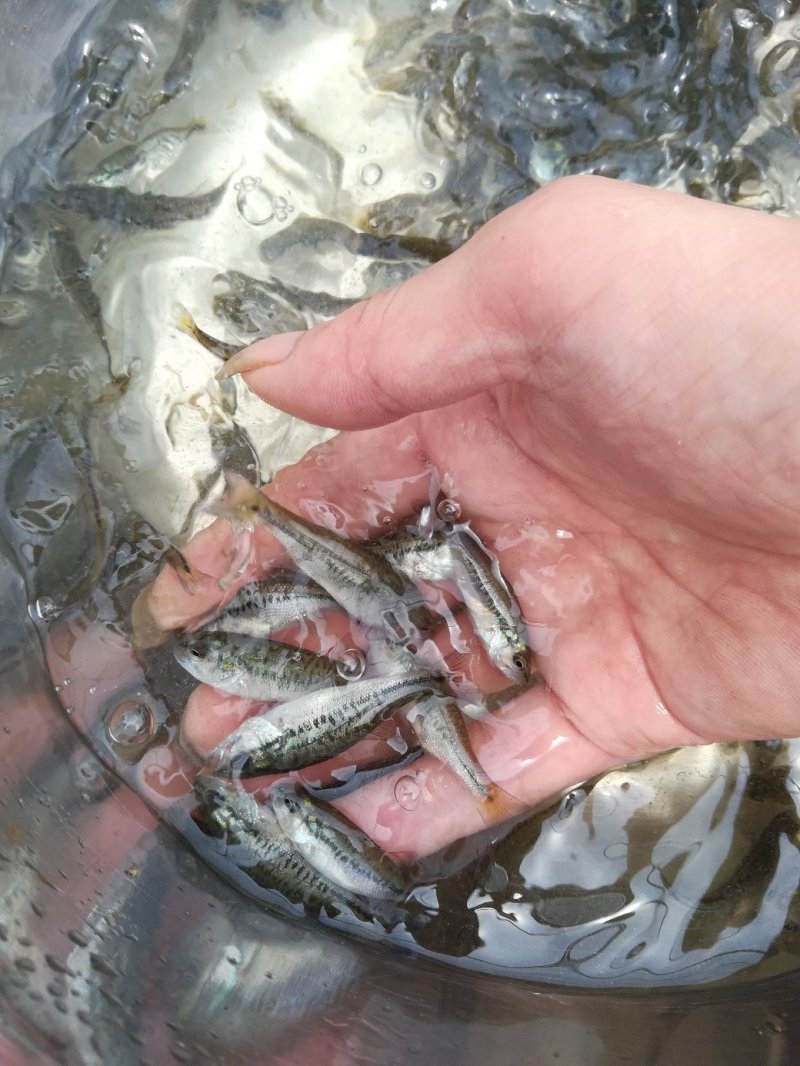 鲈鱼苗鲈鱼水花加州鲈鱼苗广东鲈鱼苗