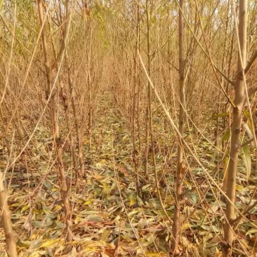 优质毛桃树苗各种规格大量出售