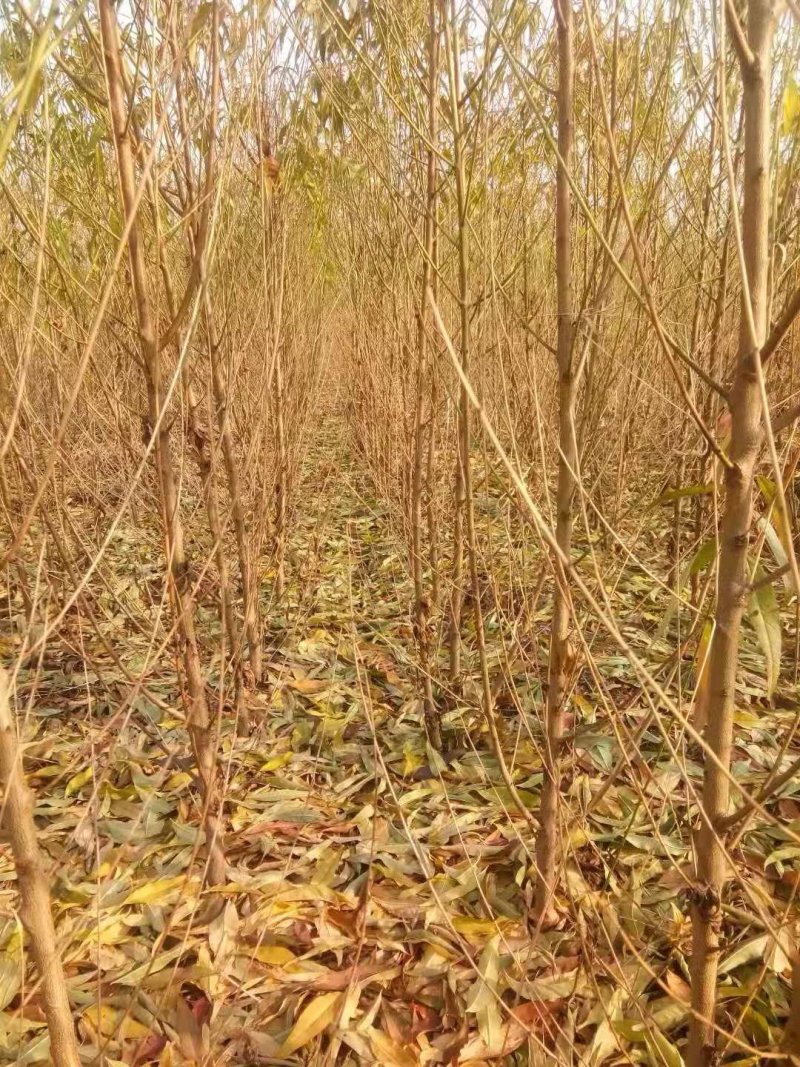 优质毛桃树苗各种规格大量出售