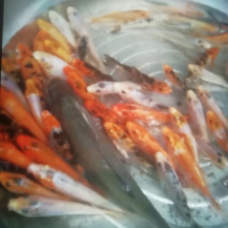 鱼苗2一2.5吋，0.5元一条。鲫鱼5两一1斤，6元一斤