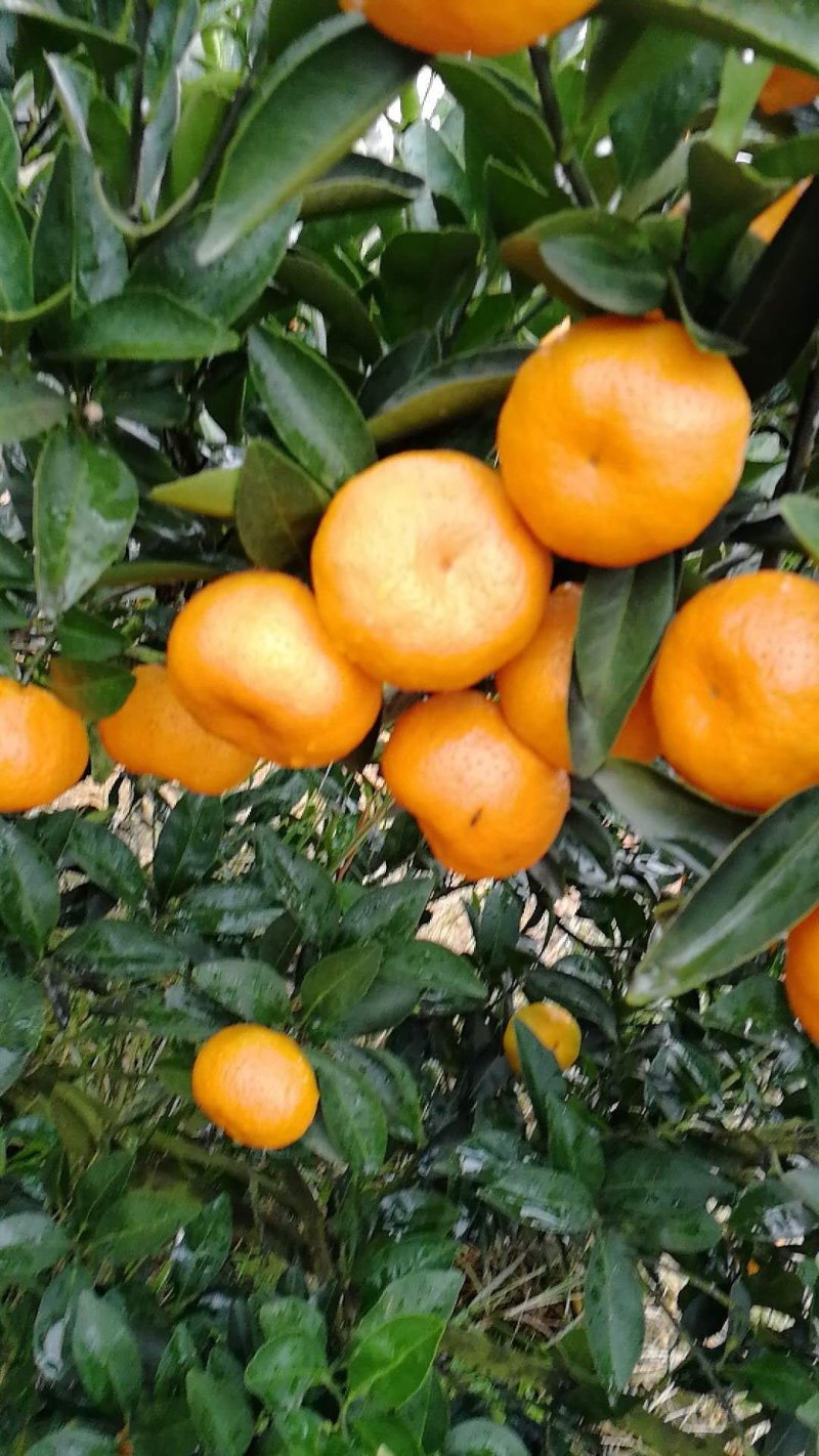 南丰蜜橘