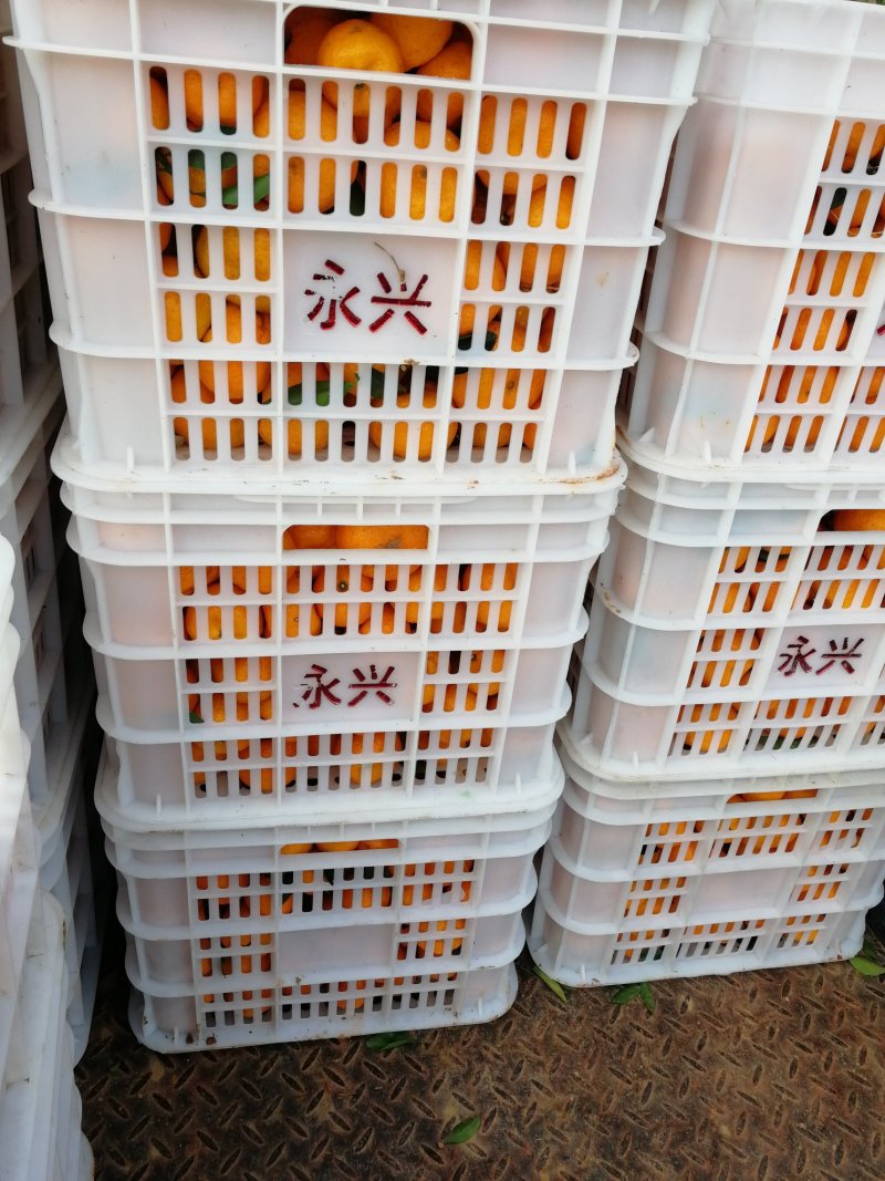 南丰蜜橘