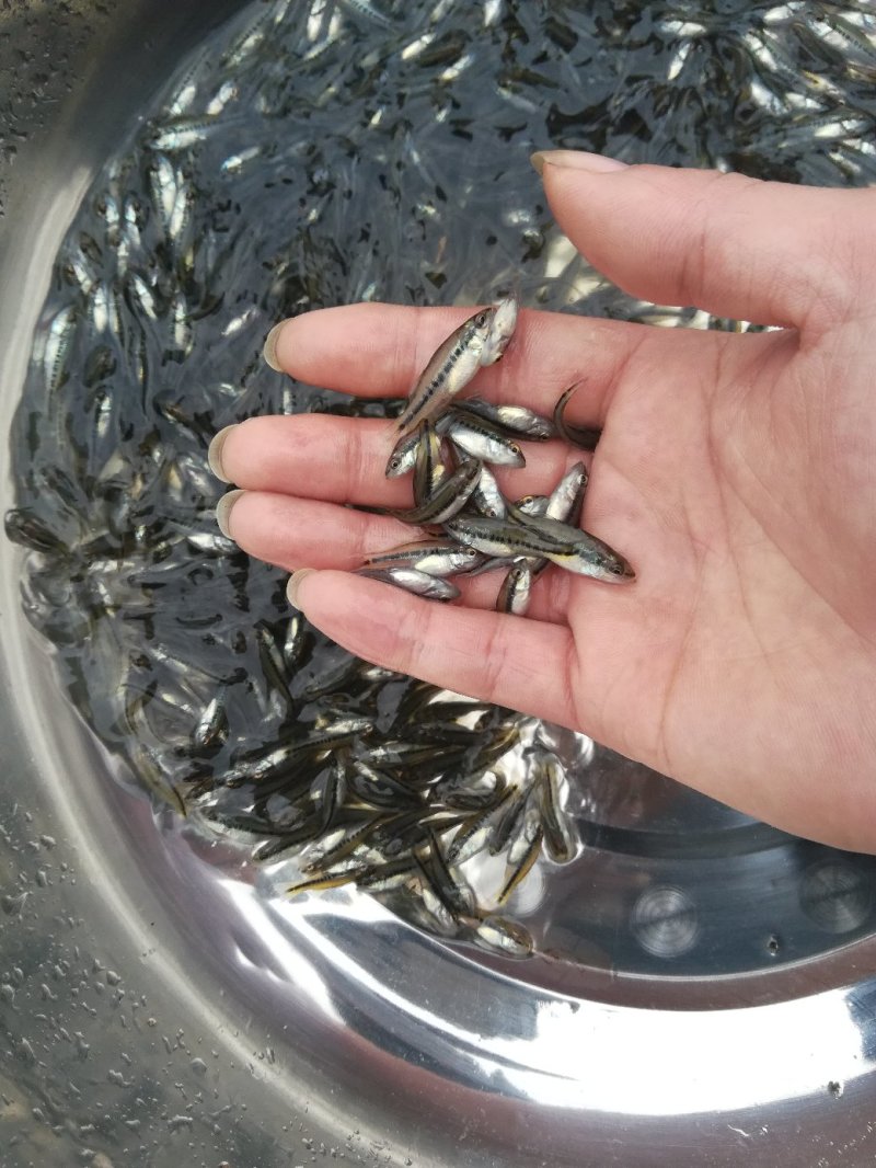 鲈鱼苗鲈鱼苗广东鲈鱼苗优鲈三号广东鲈鱼苗