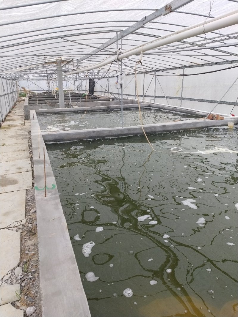 鲈鱼苗鲈鱼苗广东鲈鱼苗优鲈三号广东鲈鱼苗
