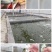 鲈鱼苗鲈鱼苗广东鲈鱼苗优鲈三号广东鲈鱼苗