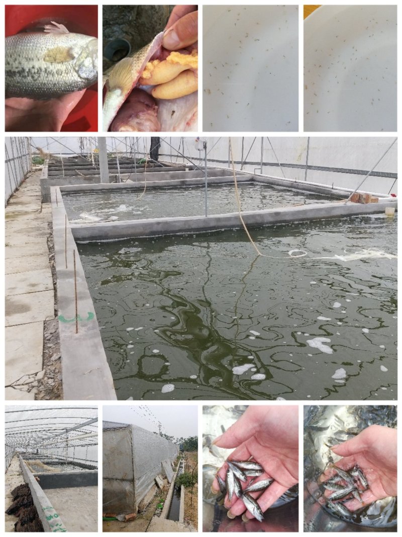 鲈鱼苗鲈鱼苗广东鲈鱼苗优鲈三号广东鲈鱼苗