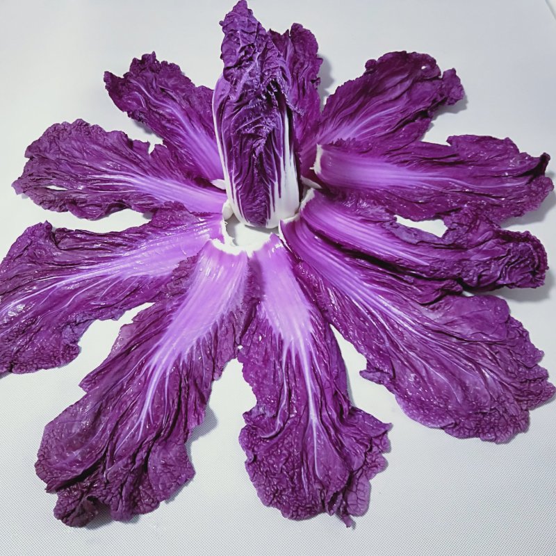 精品紫白菜，紫罗兰大白菜，精品！批发，电商代发！