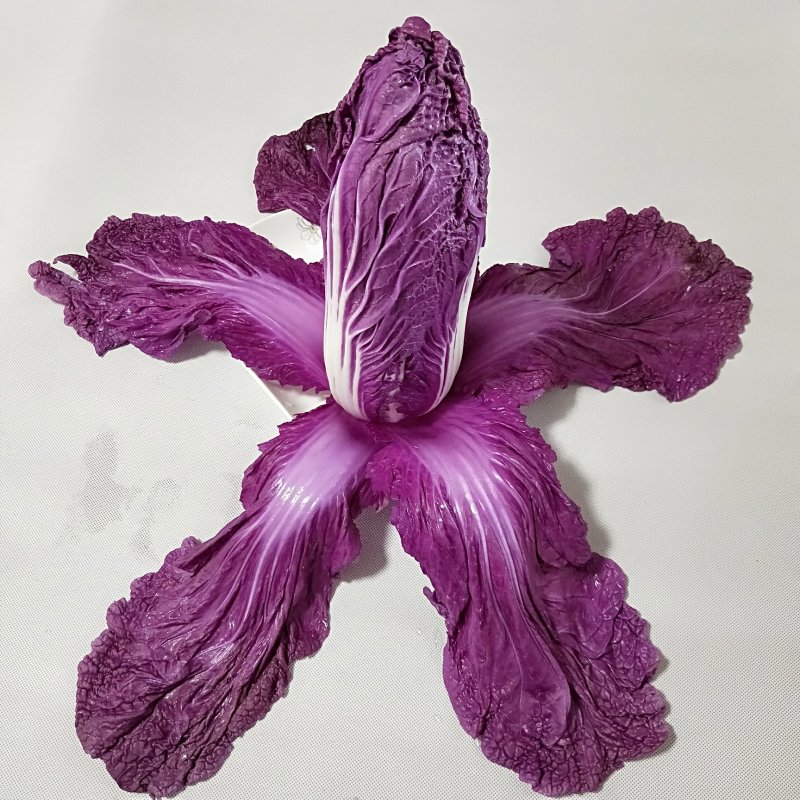 精品紫白菜，紫罗兰大白菜，精品！批发，电商代发！