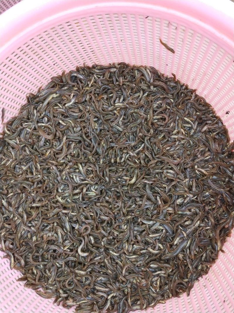 泥鳅苗台湾泥鳅苗教养殖技术90天出商鳅本地泥鳅苗