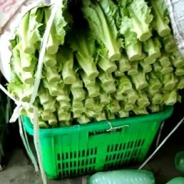 油麦菜四川彭州产地直供