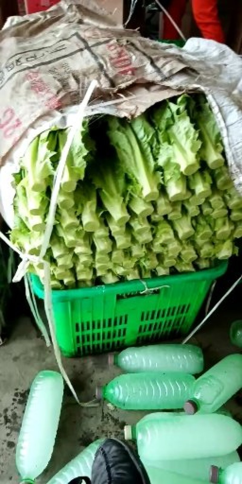 油麦菜四川彭州产地直供