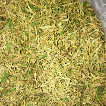 金银花苗