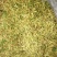 金银花苗