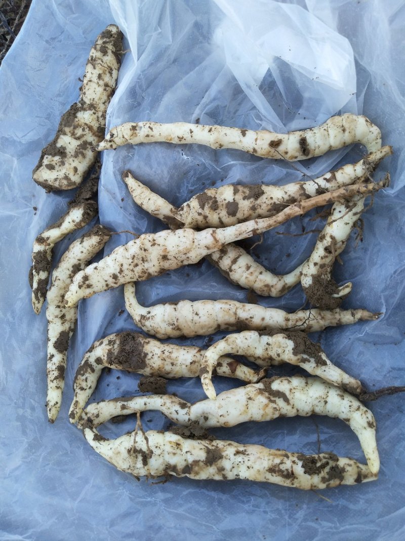地参属多年生草本植物，又名虫草参、银条菜。具有提神醒脑、