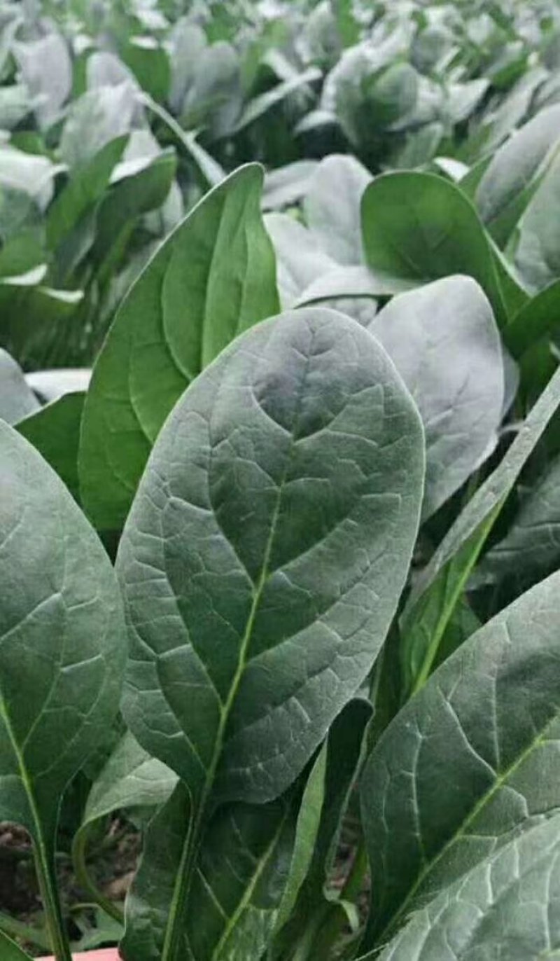 精品菠菜装箱打捆各种规格都有专业加工团队货源充足