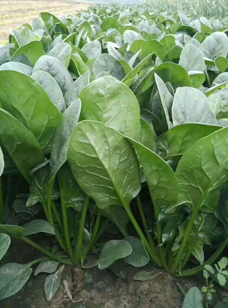精品菠菜装箱打捆各种规格都有专业加工团队货源充足