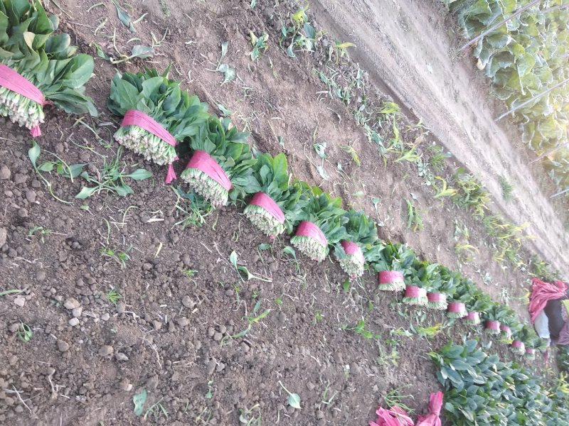 精品菠菜装箱打捆各种规格都有专业加工团队货源充足