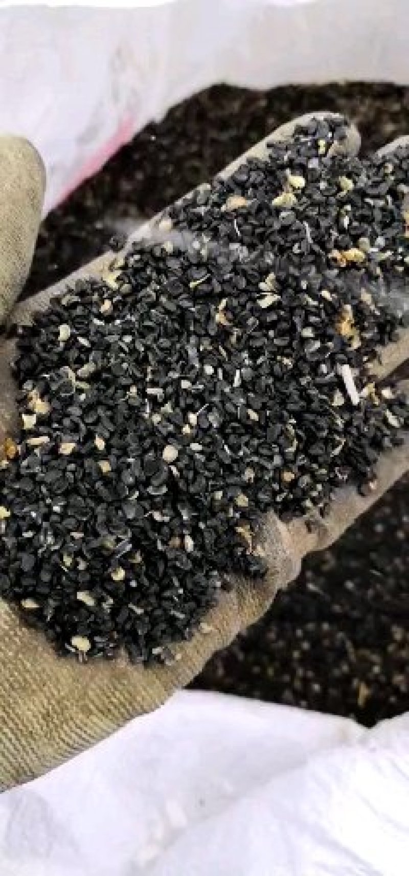 沙葱籽