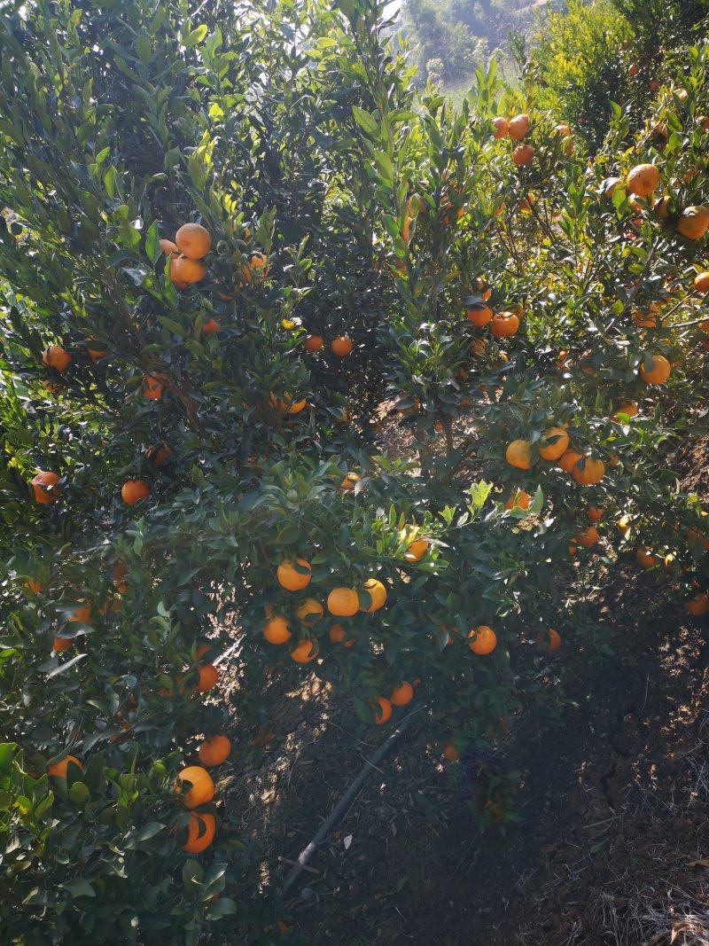 膨柑橘