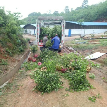 两年高产稼接油茶苗
