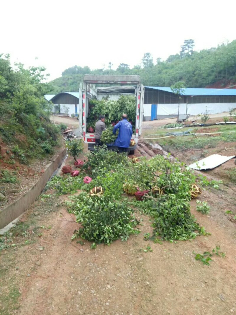 两年高产稼接油茶苗