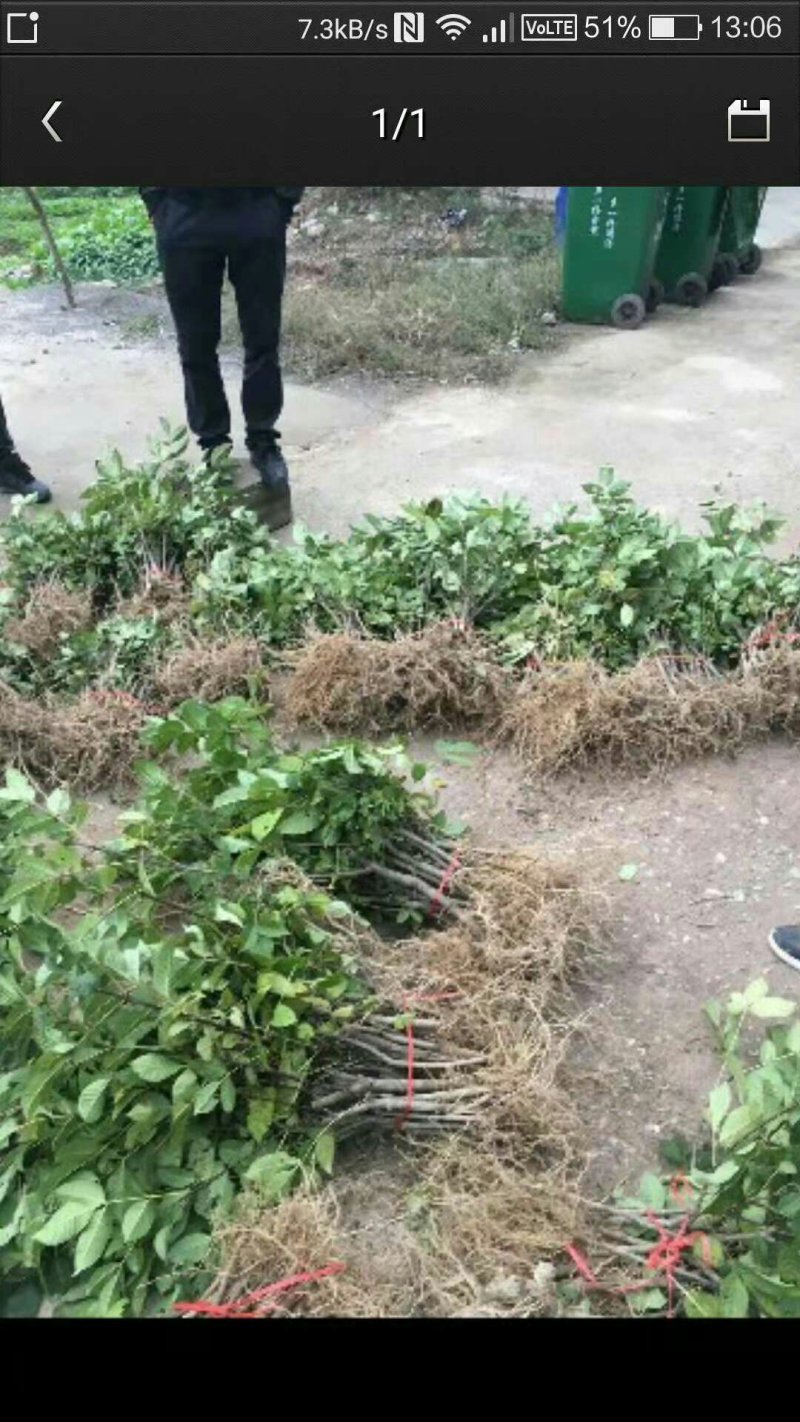 吴茱萸苗