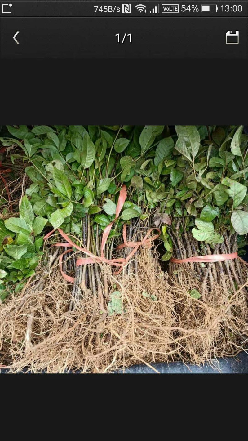 吴茱萸苗