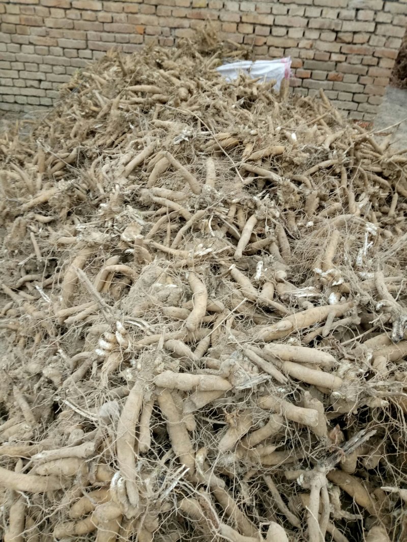 玄参芽改良品种，抗寒抗旱，产量高。