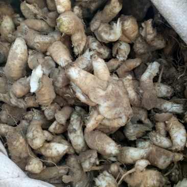玄参芽改良品种,抗寒抗旱,产量高。