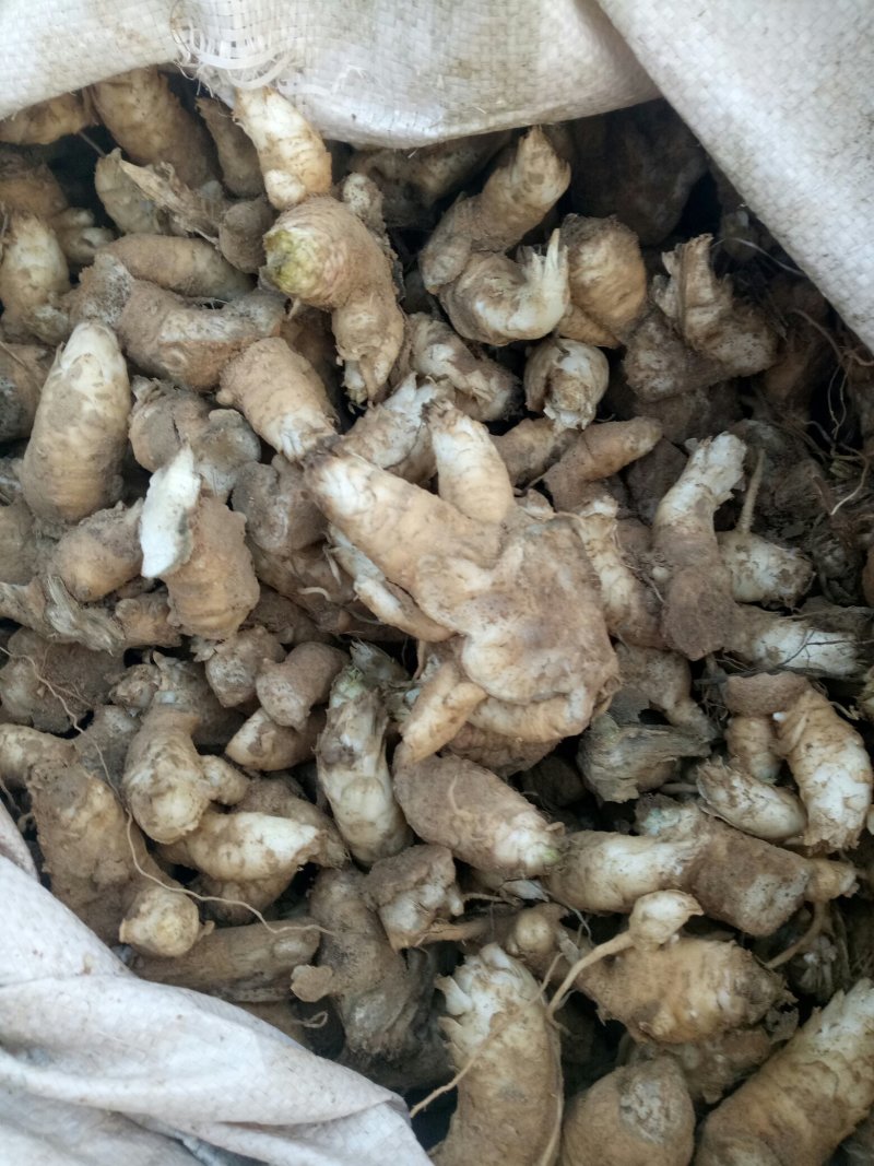 玄参芽改良品种，抗寒抗旱，产量高。