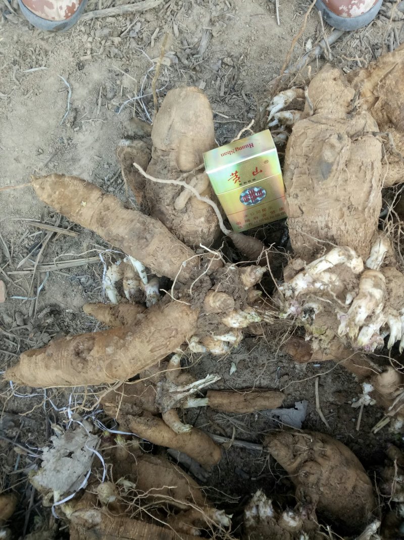 玄参芽改良品种，抗寒抗旱，产量高。