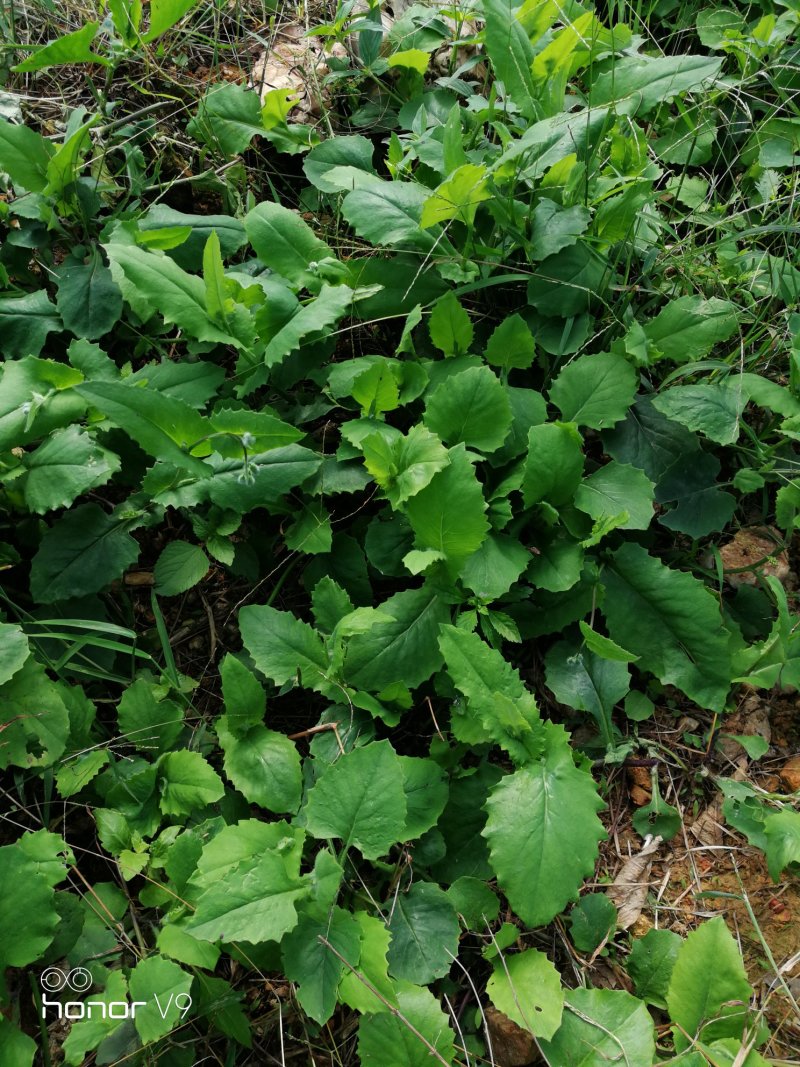 好靓野菜一点红有要货的请电