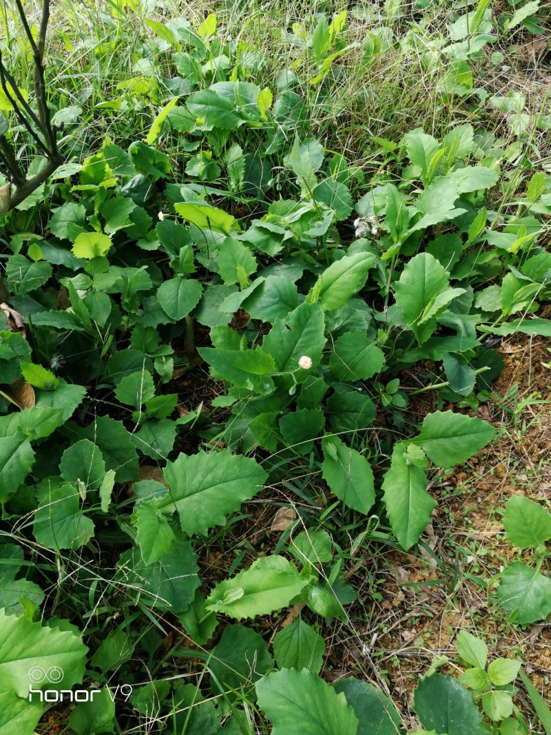 好靓野菜一点红有要货的请电