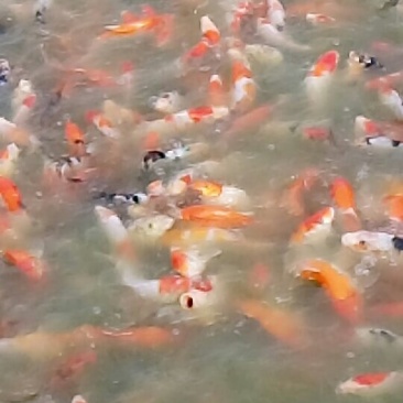 淡水石斑鱼