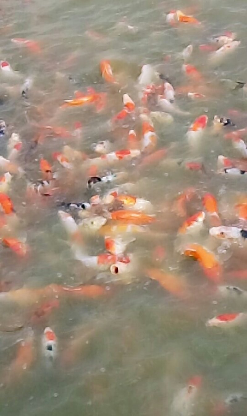 淡水石斑鱼