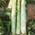 精品莴笋杆子大量供应，基地代发，可供加工厂，电商，食堂